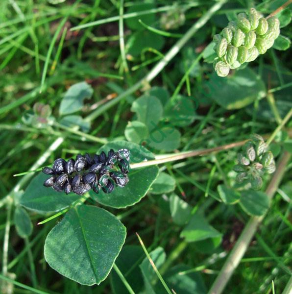 black-medic-seedpod Black Medic Seedpods