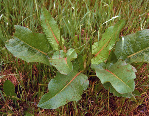 Broad-leaved Dock Broad-leaved Dock