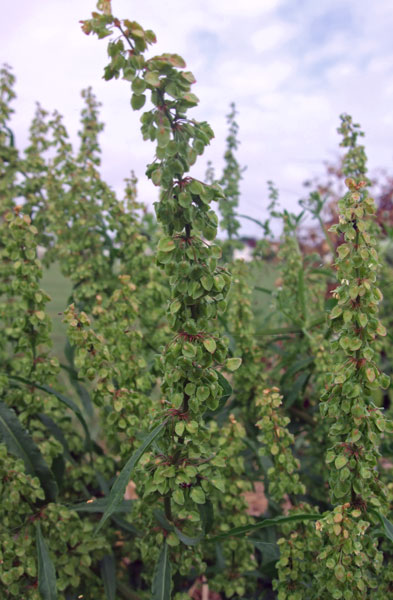 Broad-leaved Dock Flowers Broad-leaved Dock Flowers