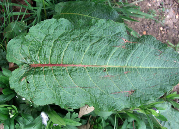 Broad-leaved Dock Leaf Broad-leaved Dock Leaf