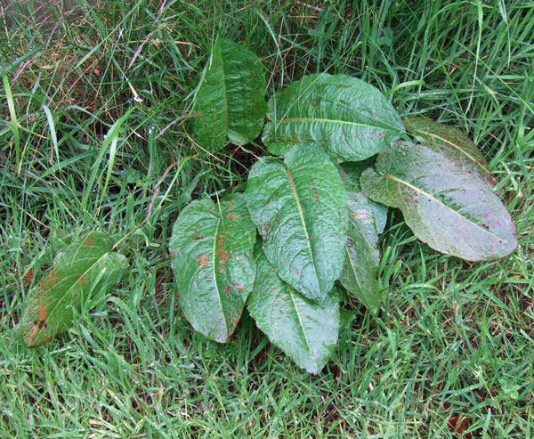 Broad-leaved Dock Leaves Broad-leaved Dock Leaves
