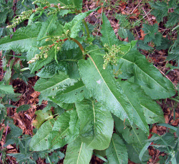 Broad-leaved Dock Broad-leaved Dock