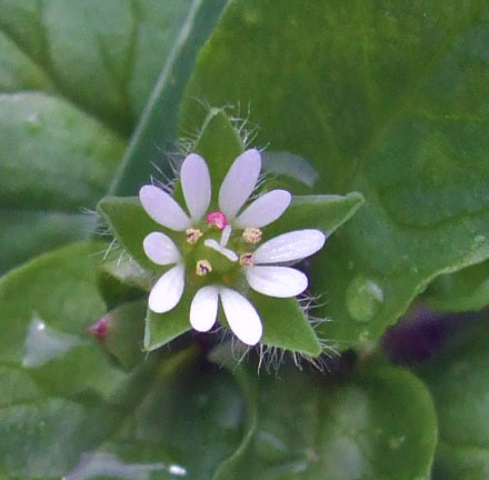 common-chickweed-flower Common Chickweed Flower