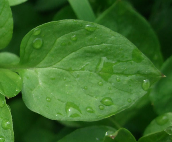 common-chickweed-leaf Common Chickweed Leaf