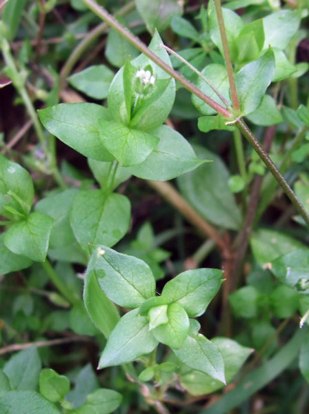common-chickweed-leaves Common Chickweed Leaves