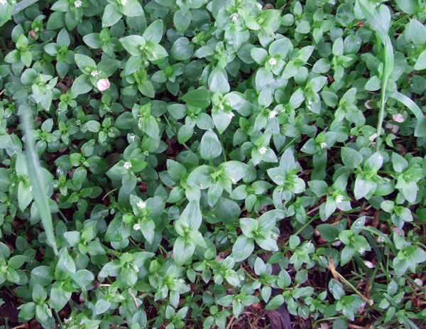 common-chickweed-p1 Common Chickweed