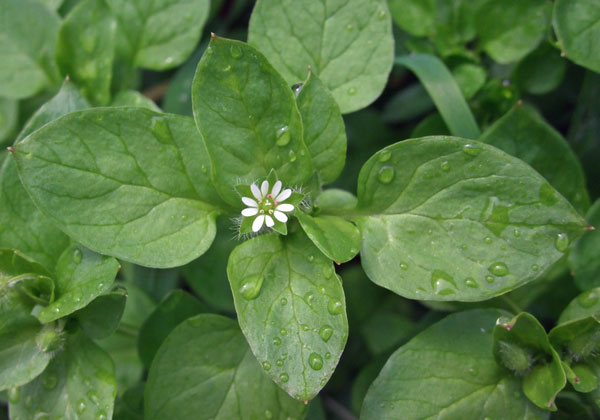 common-chickweed-p2 Common Chickweed