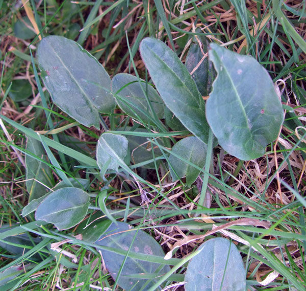 Common Sorrel Leaves