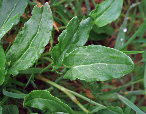 Common Sorrel Common Sorrel