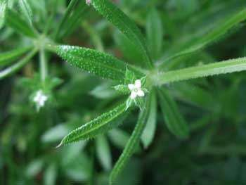 Goosegrass