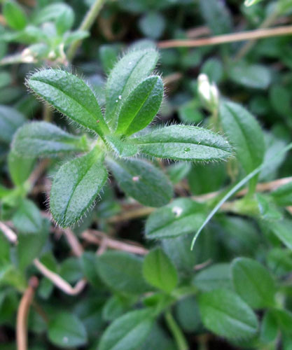 Mouse-ear Chickweed