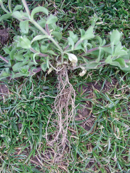 Mouse-ear Chickweed Roots