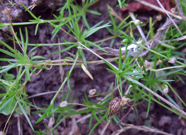 Procumbent Pearlwort Leaves Procumbent Pearlwort Leaves
