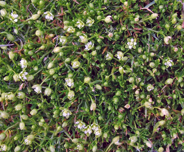 Procumbent Pearlwort Procumbent Pearlwort