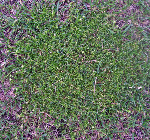 Procumbent Pearlwort Procumbent Pearlwort