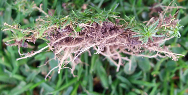 Procumbent Pearlwort Roots Procumbent Pearlwort Roots