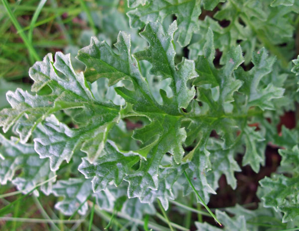 Ragwort Leaf Ragwort Leaf