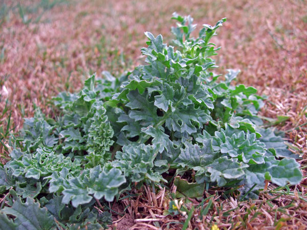 Ragwort Leaves Ragwort Leaves