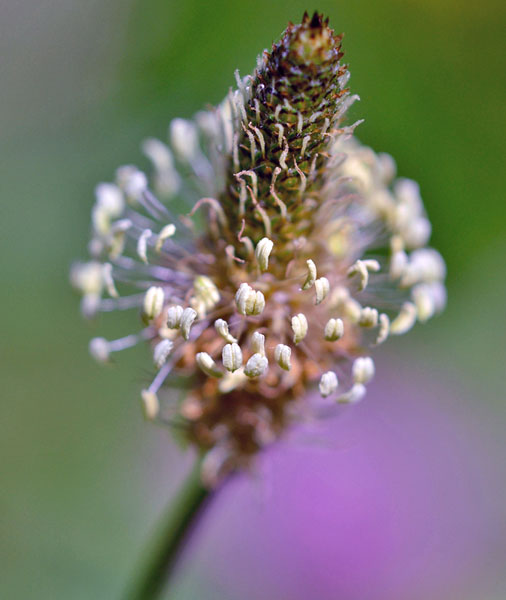 Ribwort Plantain Flower Ribwort Plantain Flower