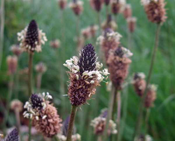 Ribwort Plantain Flowers Ribwort Plantain Flowers