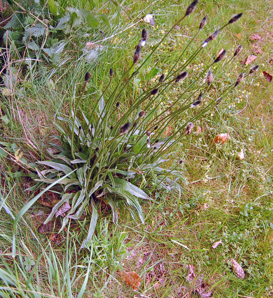 Ribwort Plantain Ribwort Plantain