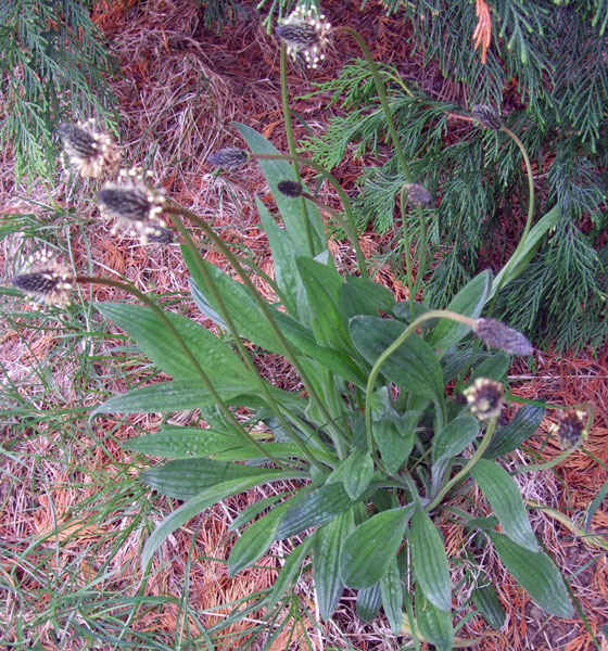 Ribwort Plantain Ribwort Plantain