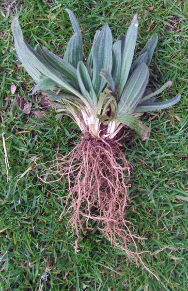 Ribwort Plantain Roots Ribwort Plantain Roots