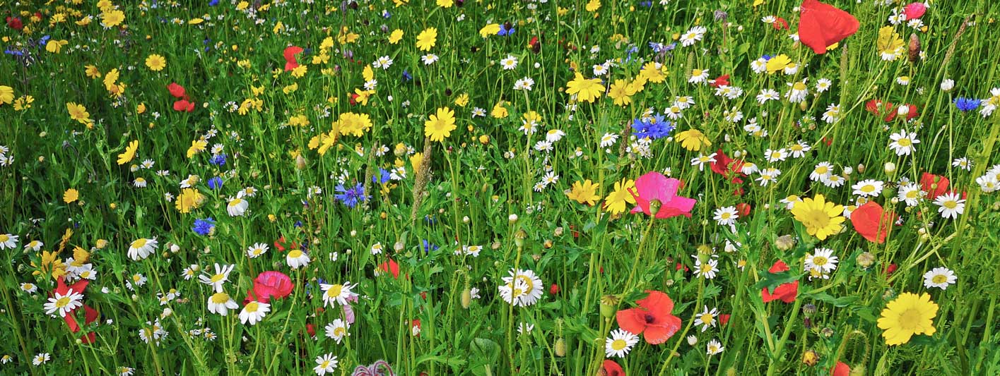 Wildflowers Header