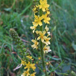 Agrimony