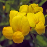 Birds-foot Trefoil
