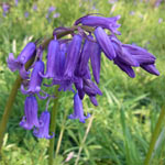 Bluebell