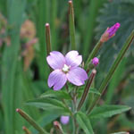Broad-leaved Willowherb