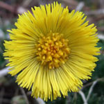 Coltsfoot