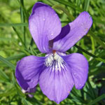 Common Dog Violet