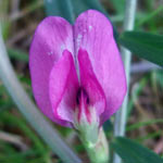 Common Vetch