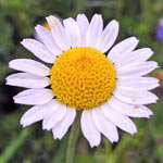 Corn Chamomile