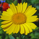 Corn Marigold