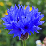 Cornflower