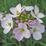 Cuckoo Flower