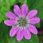 Doves-foot Cranesbill