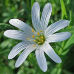 Greater Stitchwort