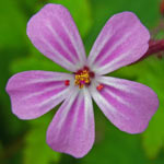 Herb Robert