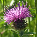 Common Knapweed