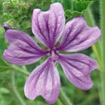Common Mallow