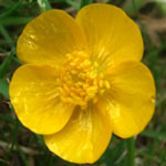 Meadow Buttercup