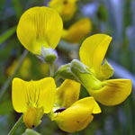 Meadow Vetchling