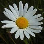 Oxeye Daisy