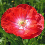 Common Poppy