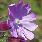 Red Campion