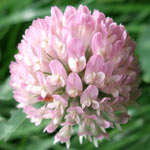 Red Clover